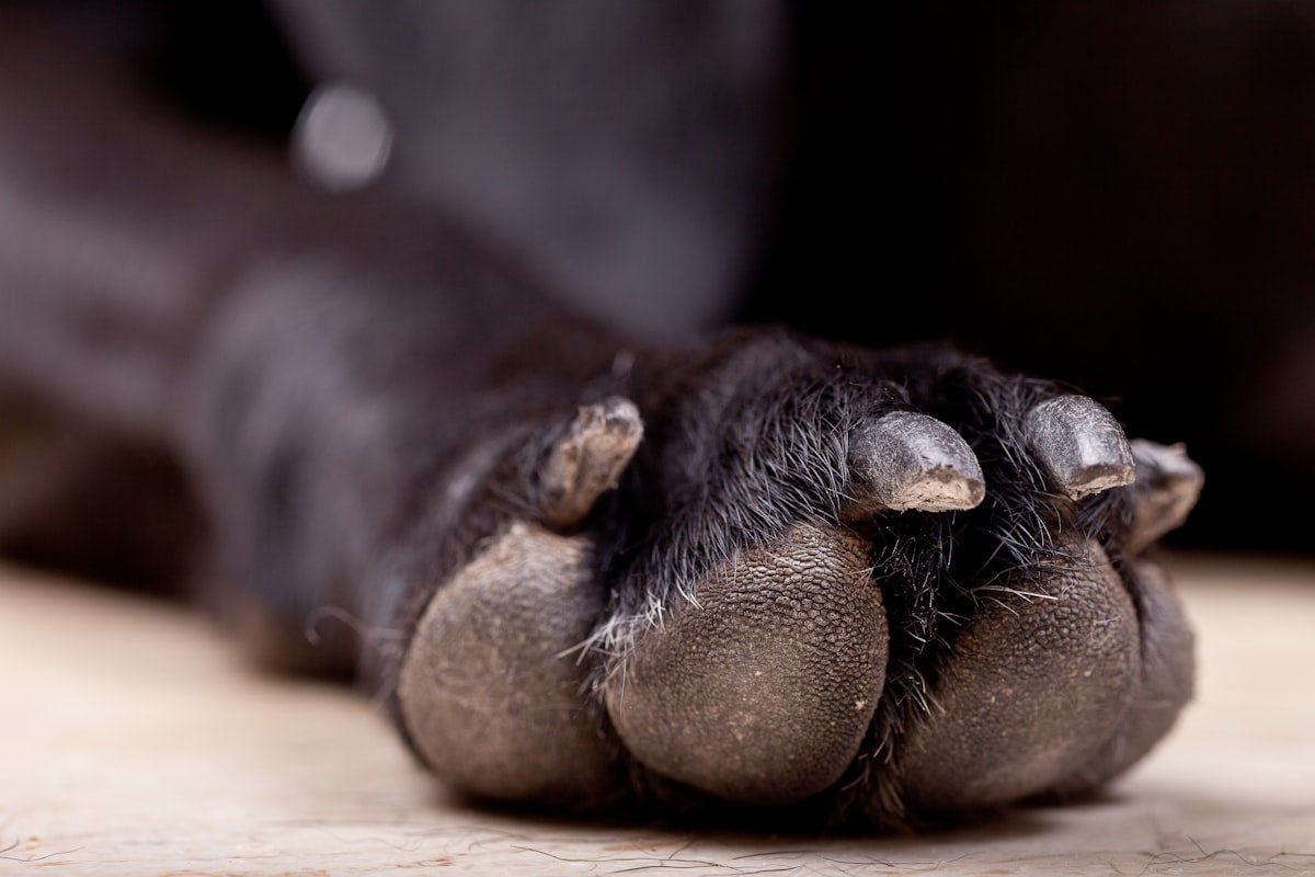 PawVault Dog Paw Cleaner Cup — Muddy Paws Fixed in Seconds