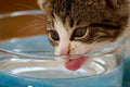 PawVault Cat Water Fountain — Silent Pump, 2.5L Filtered Flow